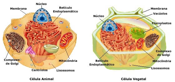 celula vegetal y celula animal. as células vegetais